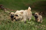CAIRN TERRIER 404